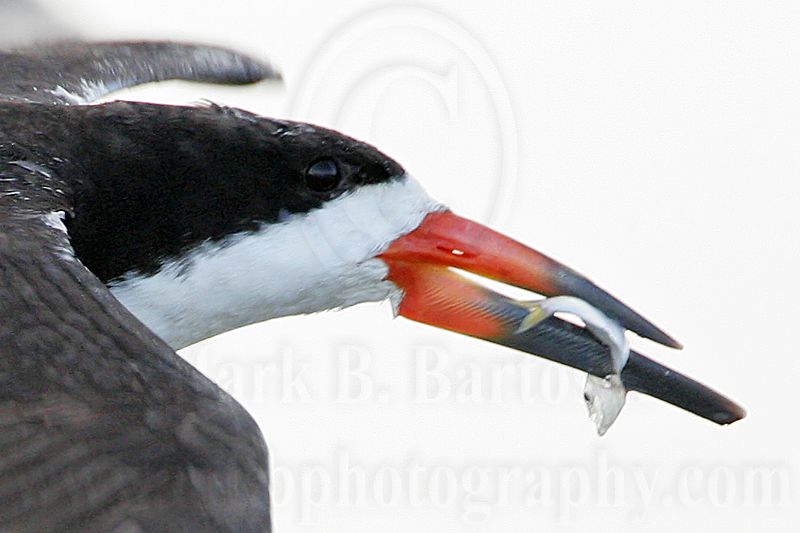 _MG_1981crop  Black Skimmer.jpg