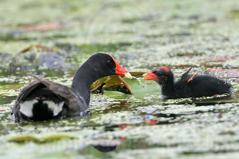 _MG_2505 Common Moorhen.jpg