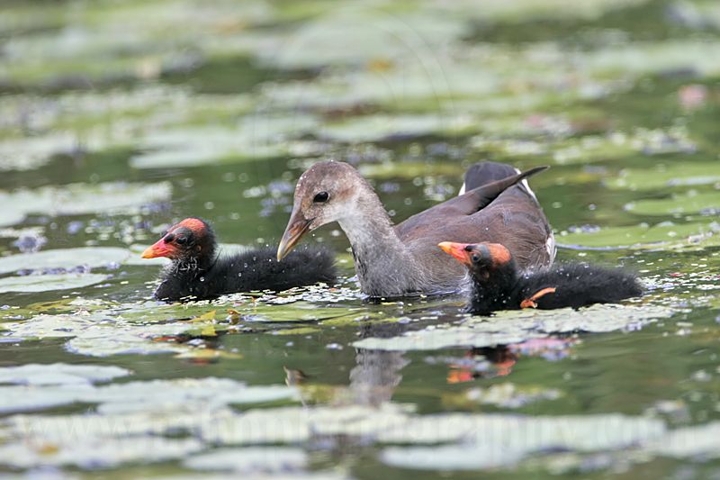_MG_2598 Common Moorhen.jpg