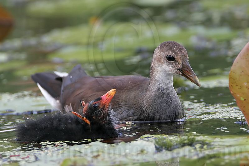 _MG_2688 Common Moorhen.jpg