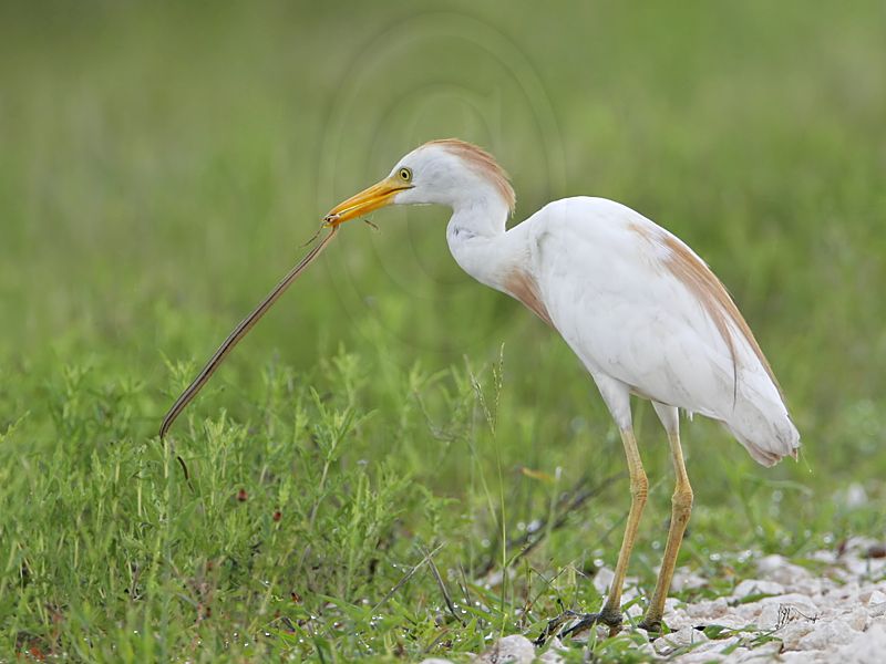 _MG_2127 Cattle Egret.jpg