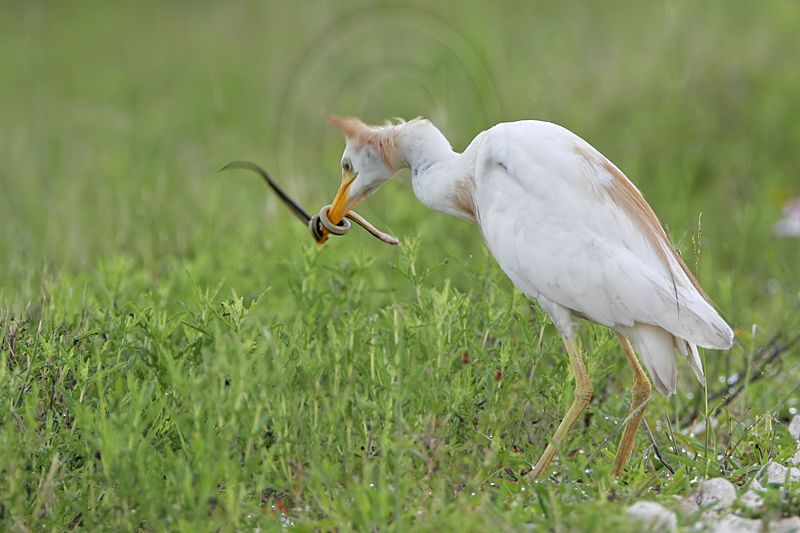 _MG_2149 Cattle Egret.jpg