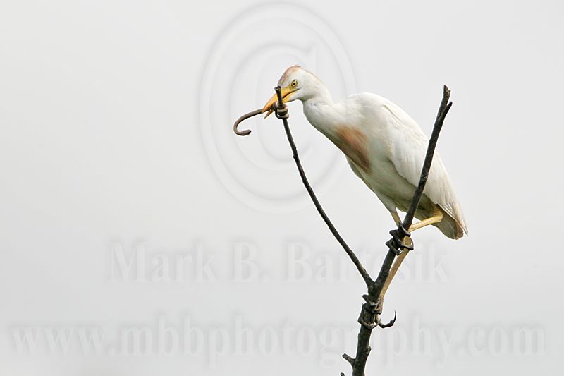 _MG_2224 Cattle Egret.jpg