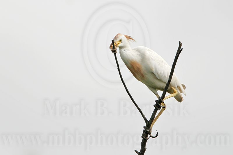 _MG_2226 Cattle Egret.jpg