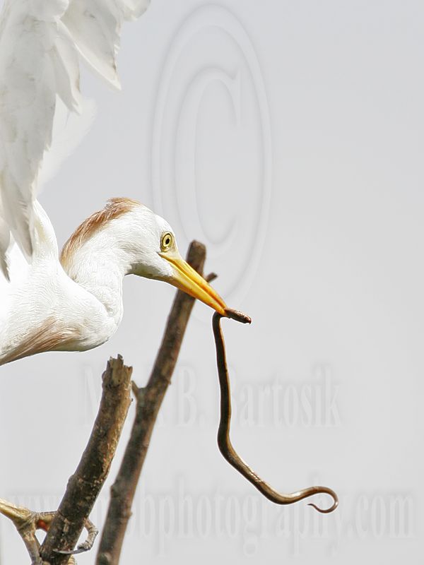 _MG_2304crop Cattle Egret.jpg