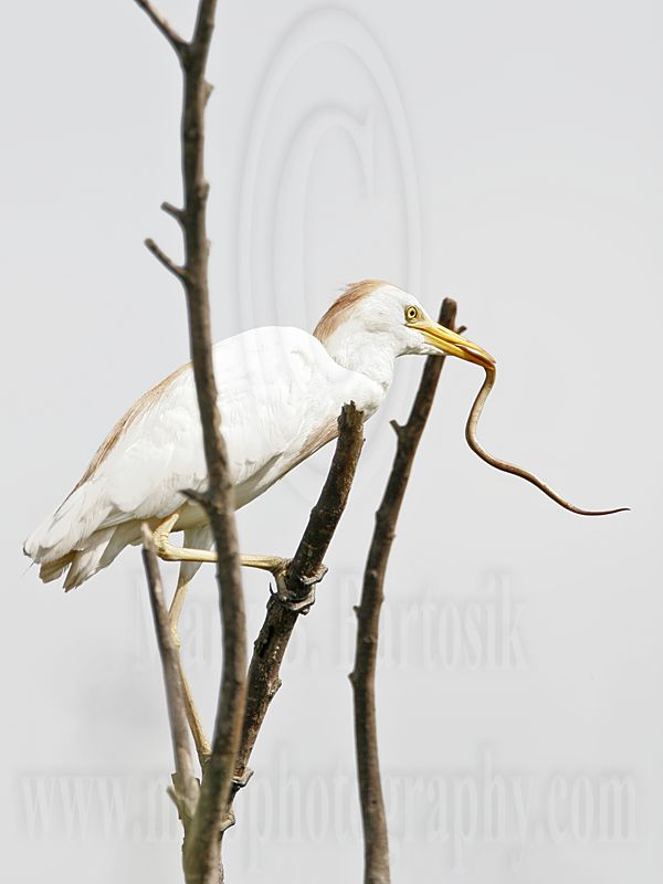 _MG_2337 Cattle Egret.jpg