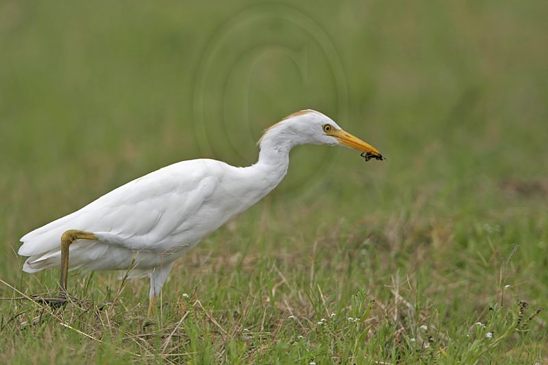 _MG_2848 Cattle Egret.jpg
