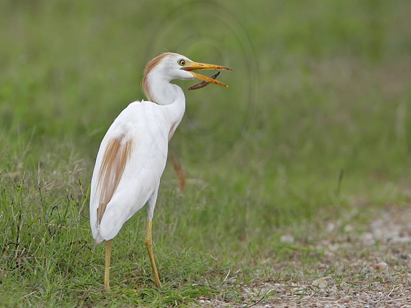 _MG_2898 Cattle Egret.jpg