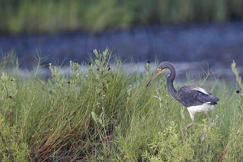 _MG_1841 Tricolored Heron.jpg