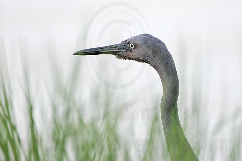 _MG_1769 Reddish Egret.jpg
