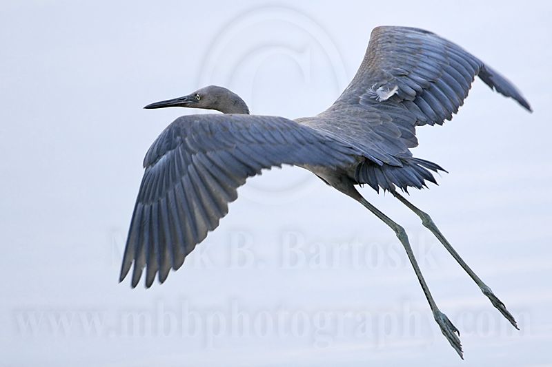 _MG_1776 Reddish Egret.jpg