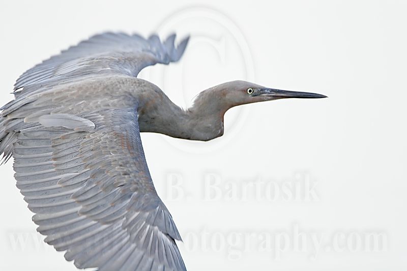 _MG_2038 Reddish Egret.jpg