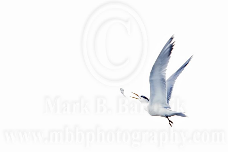 _MG_1883 Royal Tern.jpg