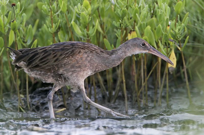 _MG_1940 Clapper Rail.jpg