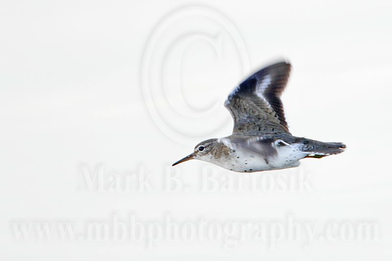_MG_1803 Spotted Sandpiper.jpg