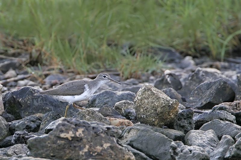 _MG_1851 Spotted Sandpiper.jpg