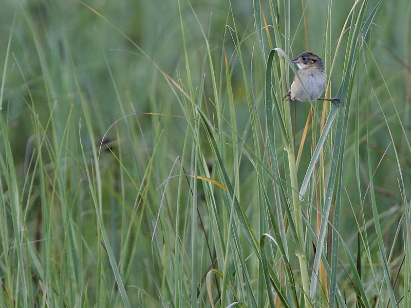_MG_1973 Seaside Sparrow.jpg
