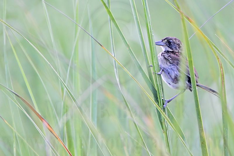 _MG_2055 Seaside Sparrow.jpg