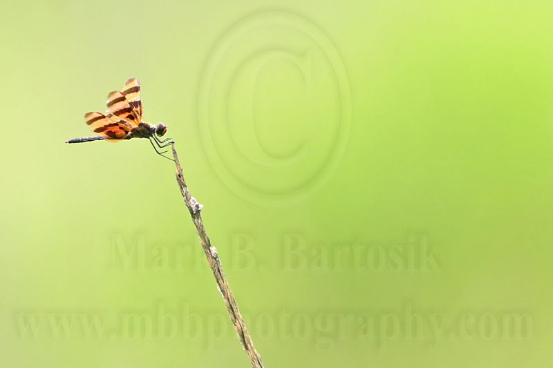 _MG_2873 800.jpg