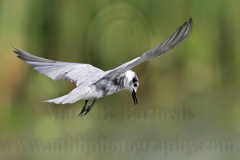 _MG_5365 Black Tern.jpg