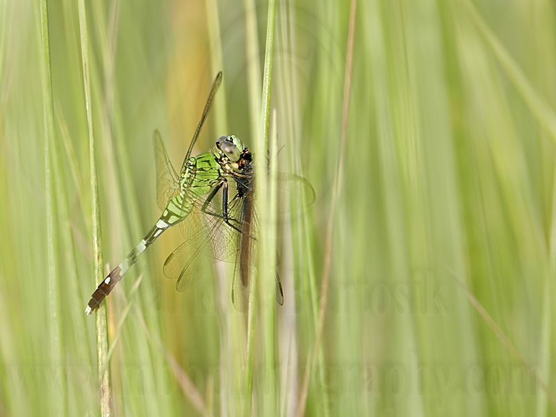 _MG_4409 800.jpg