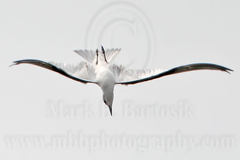 _MG_8222 Gull-billed Tern.jpg