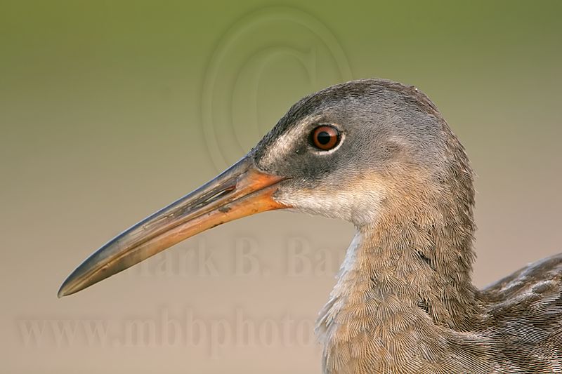 _MG_3679 Clapper Rail.jpg