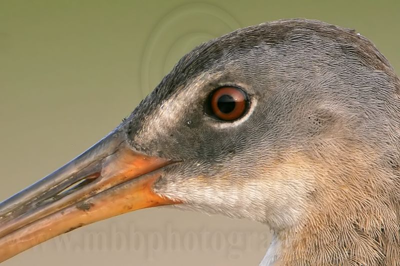 _MG_3679crop Clapper Rail.jpg
