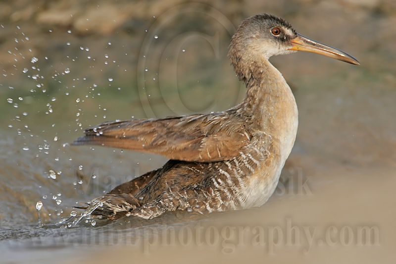 _MG_3875 Clapper Rail.jpg