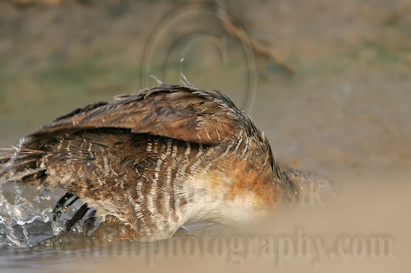 _MG_3878 Clapper Rail.jpg