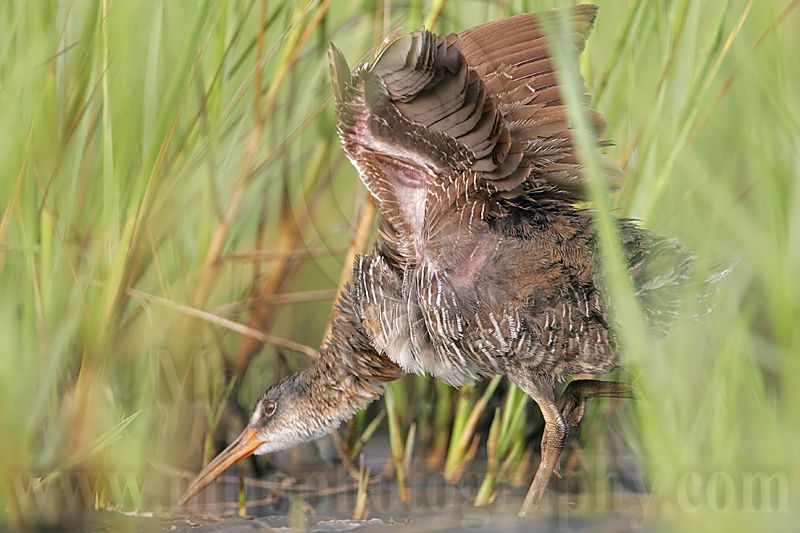 _MG_4120 Clapper Rail.jpg