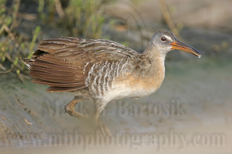 _MG_4245 Clapper Rail.jpg