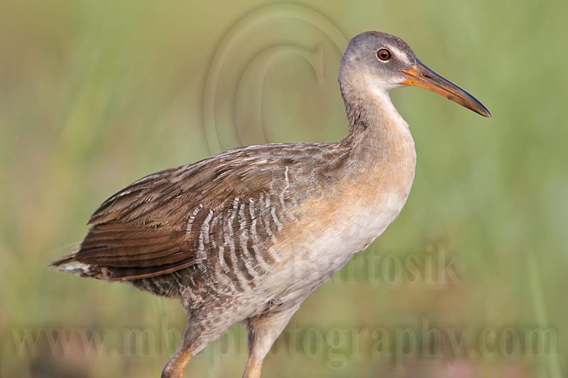 _MG_4251 Clapper Rail.jpg