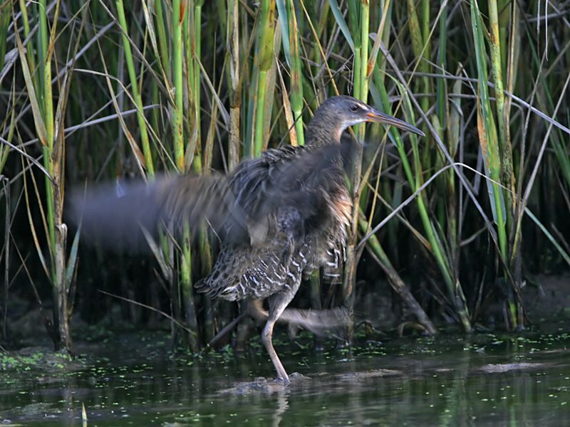 _MG_9862 Clapper Rail.jpg