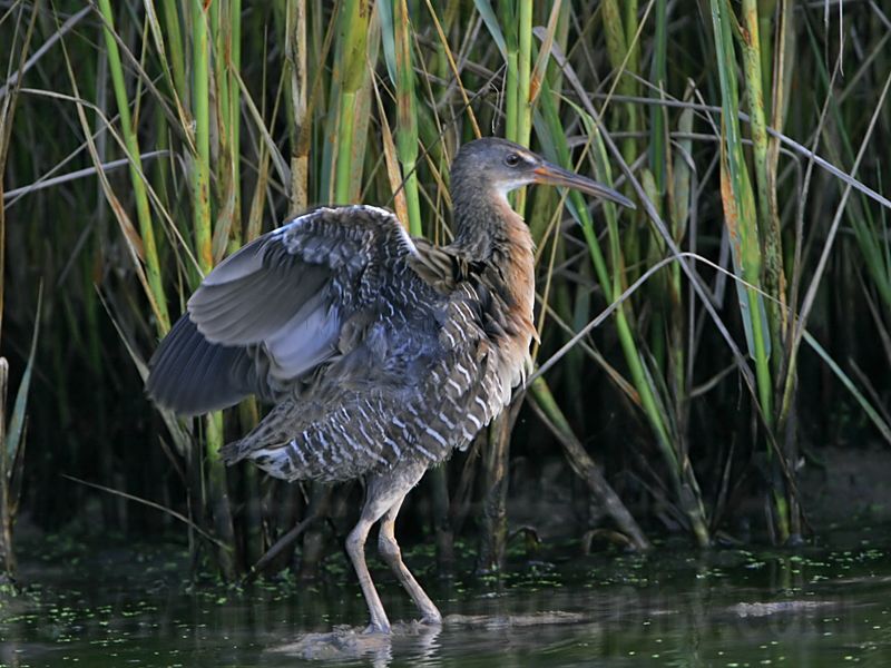 _MG_9863 Clapper Rail.jpg