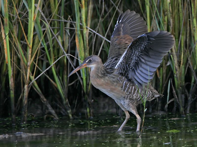 _MG_9891 Clapper Rail.jpg