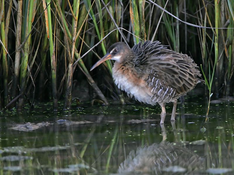 _MG_9924 Clapper Rail.jpg