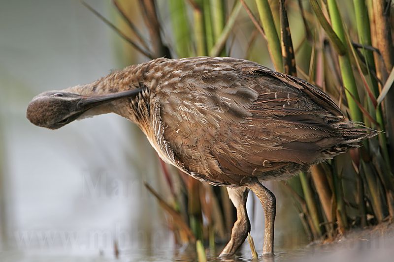 _MG_3736 Clapper Rail.jpg