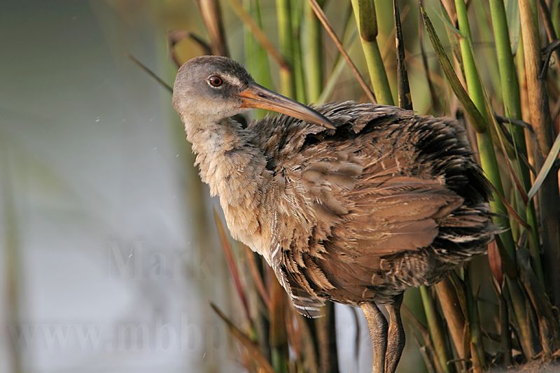 _MG_3758 Clapper Rail.jpg