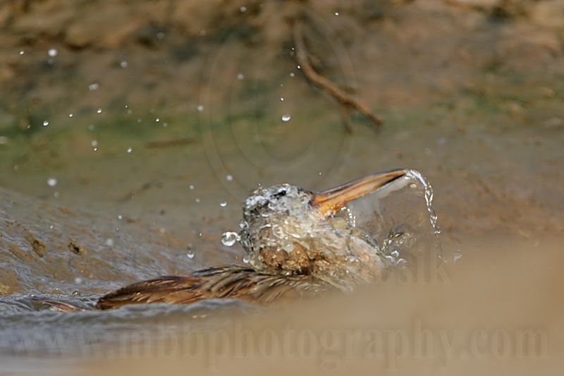 _MG_3873 Clapper Rail.jpg