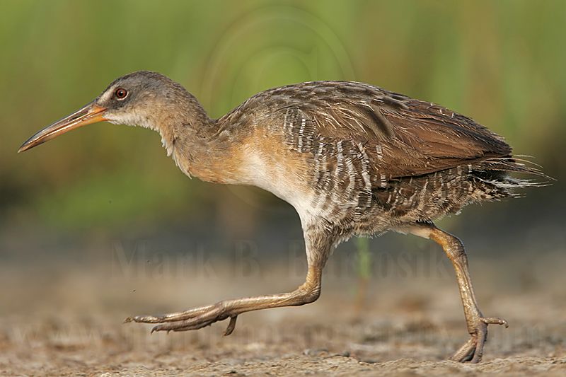 _MG_3907 Clapper Rail.jpg