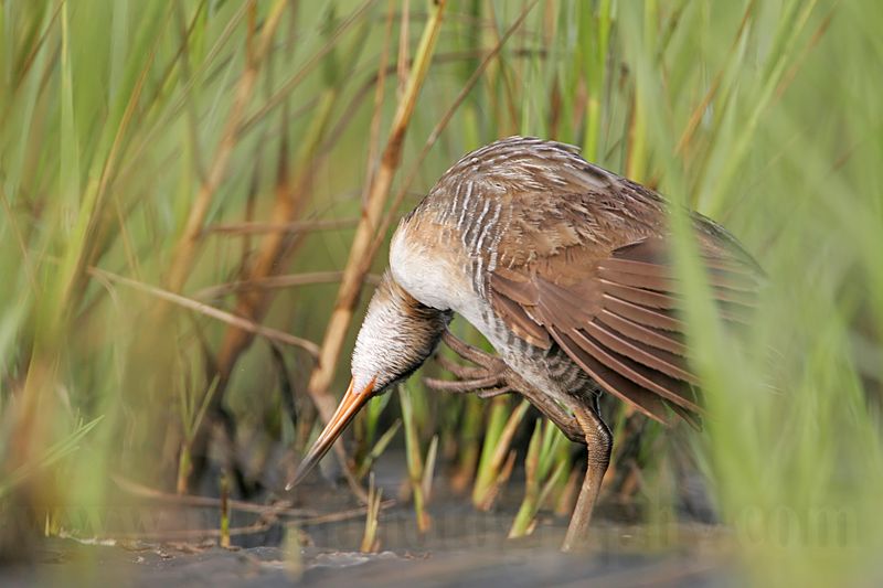 _MG_4107 Clapper Rail.jpg