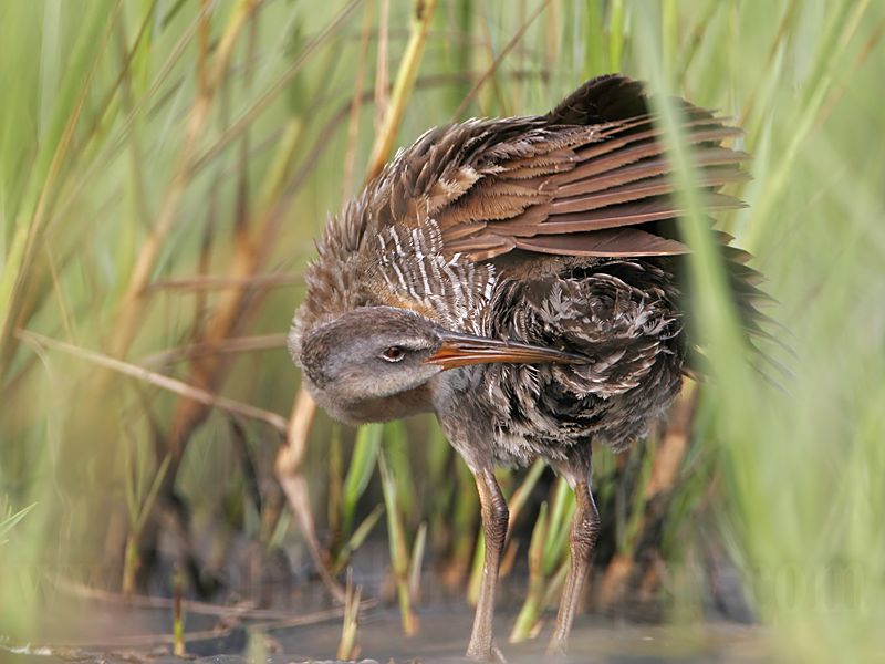 _MG_4175 Clapper Rail.jpg