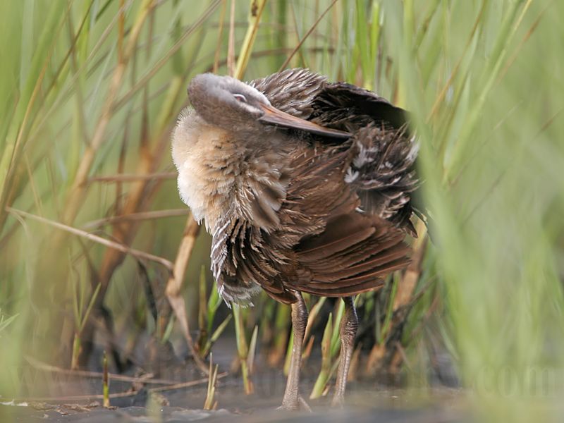 _MG_4184 Clapper Rail.jpg