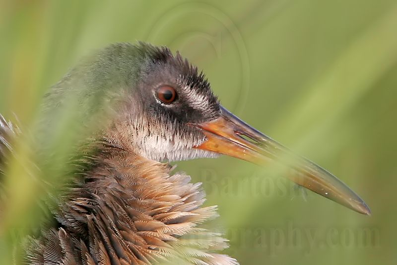 _MG_4197crop Clapper Rail.jpg