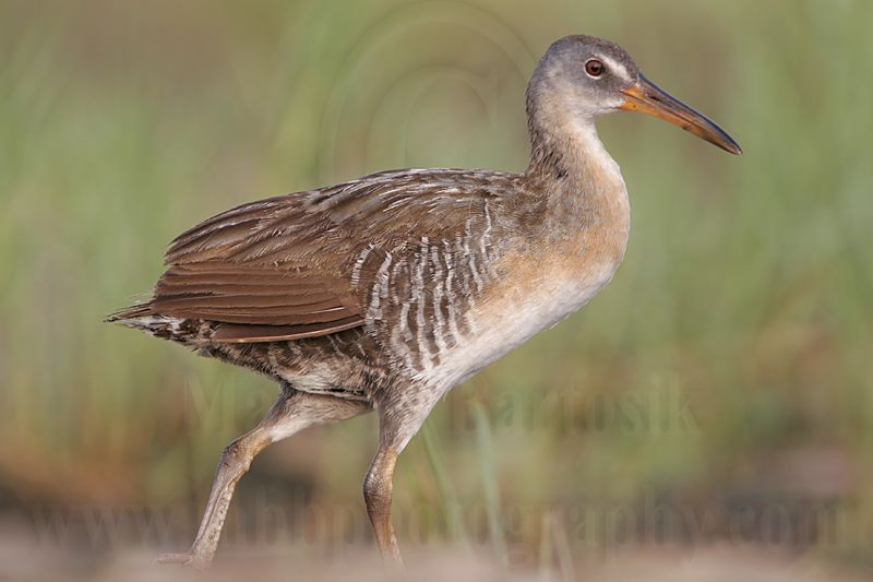 _MG_4248 Clapper Rail.jpg