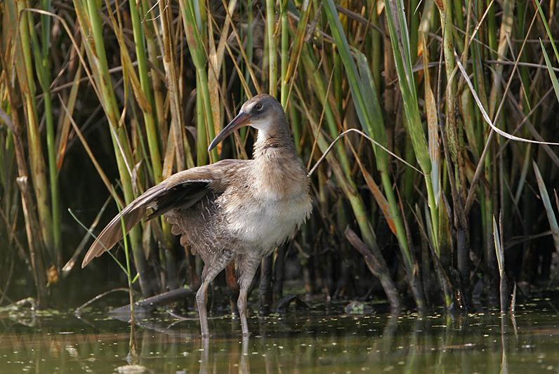 _MG_5009 Clapper Rail.jpg