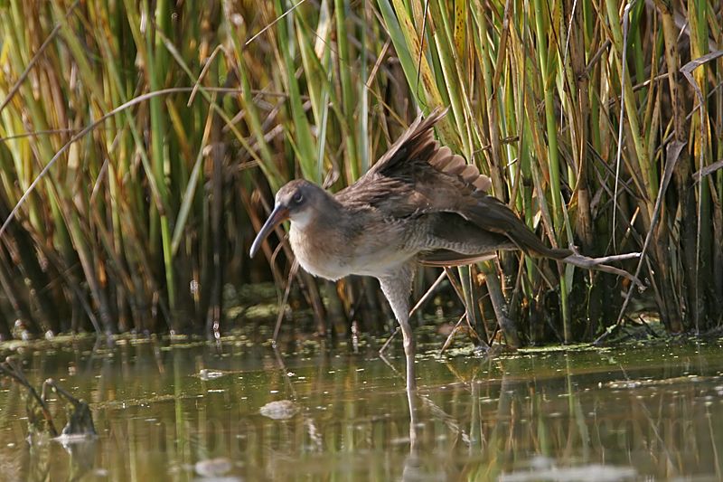 _MG_5128 Clapper Rail.jpg