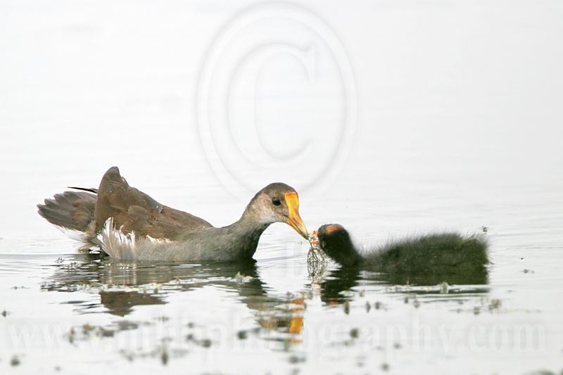 _MG_8298 Common Moorhen.jpg