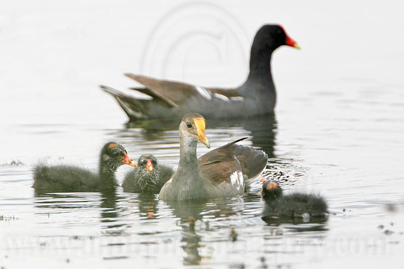 _MG_8331 Common Moorhen.jpg